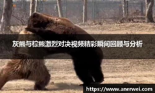 灰熊与棕熊激烈对决视频精彩瞬间回顾与分析